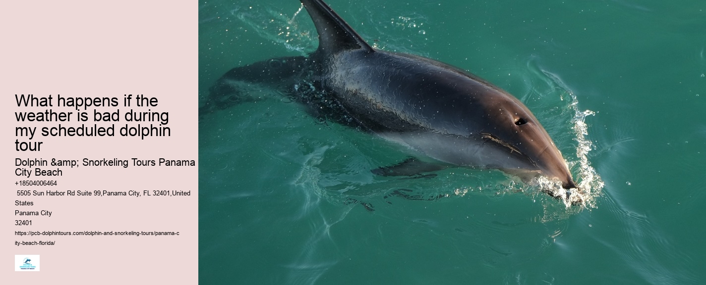Dolphin Boat Tours Panama City Beach Fl