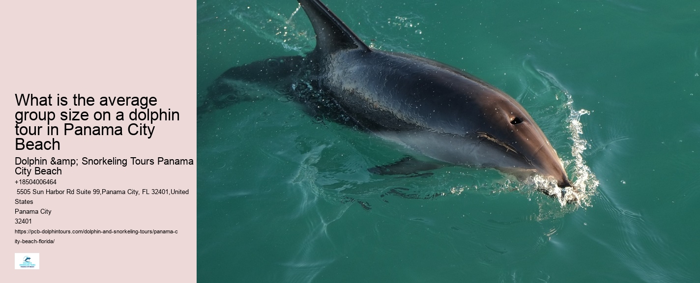 Can You Still Swim With Dolphins In Florida