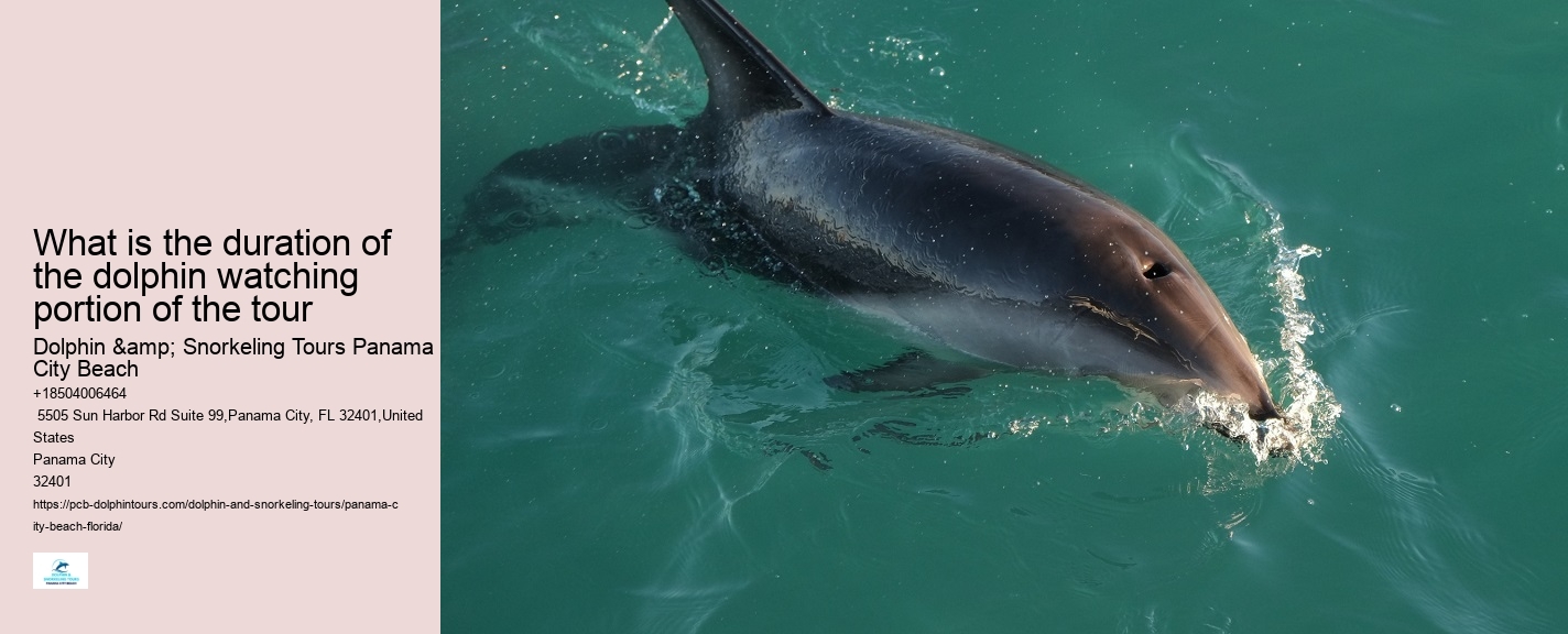Are there any hidden fees associated with the dolphin tours