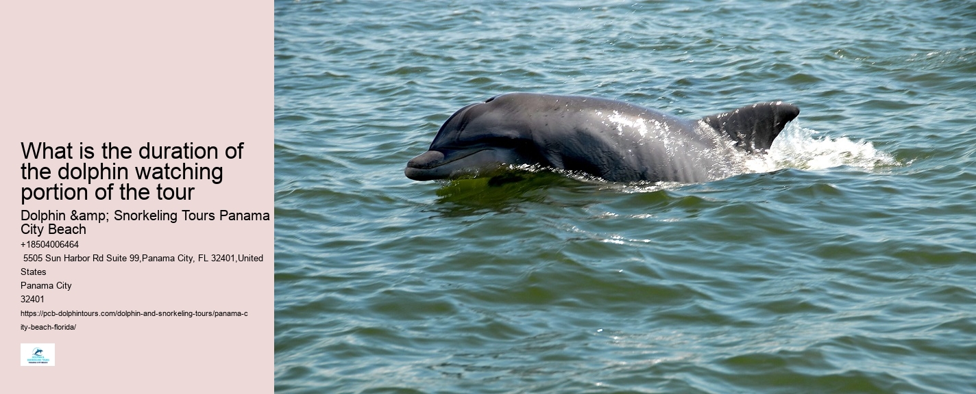 PCB Dolphin Spotting Tours