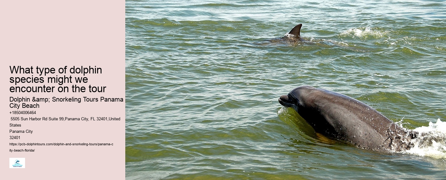 Panama City Beach Dolphin Swim